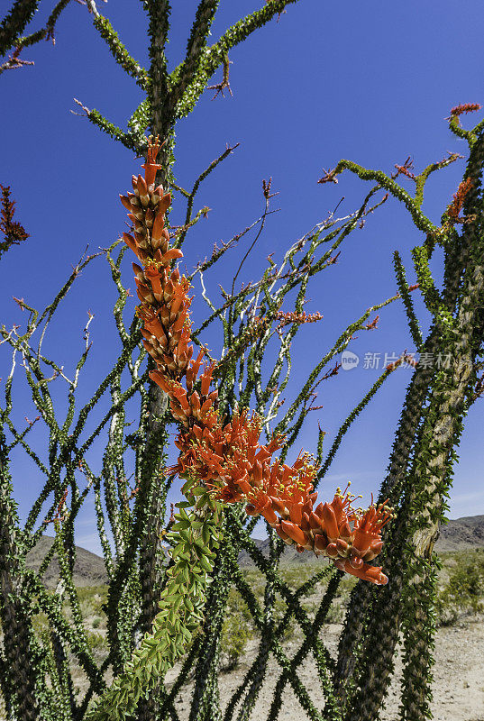 Fouquieria splendens, ocotillo，也被称为马鞭，蜡烛木，slimwood，沙漠珊瑚，Jacob's staff, Jacob cactus，和藤本仙人掌是一种原产于美国西南部索诺拉沙漠和奇瓦瓦沙漠的植物。禅师